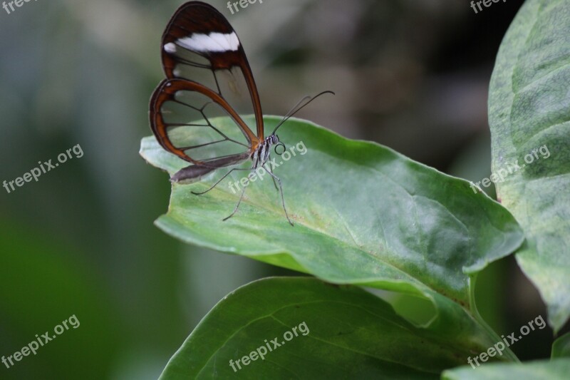 Forest Spirit Greta Oto Sesiidae Butterfly Transparent