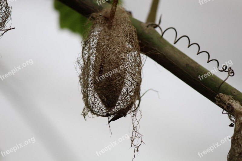 Caterpillar Cocoon Pupal Stage Butterfly Free Photos