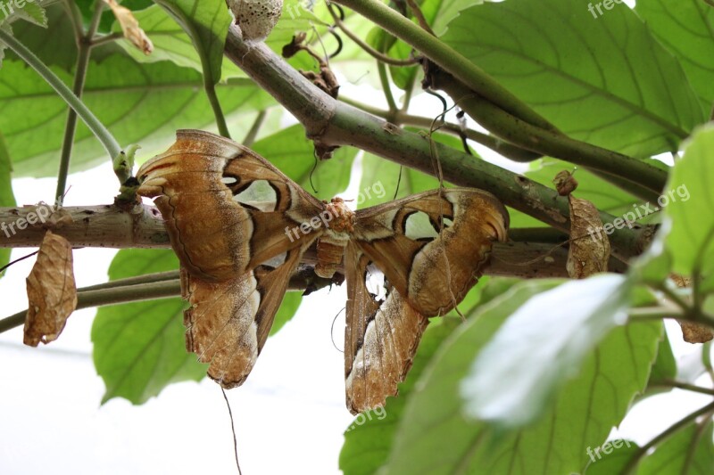 Atlas Silkworm Attacus Atlas Butterfly Brown Atlas Moth