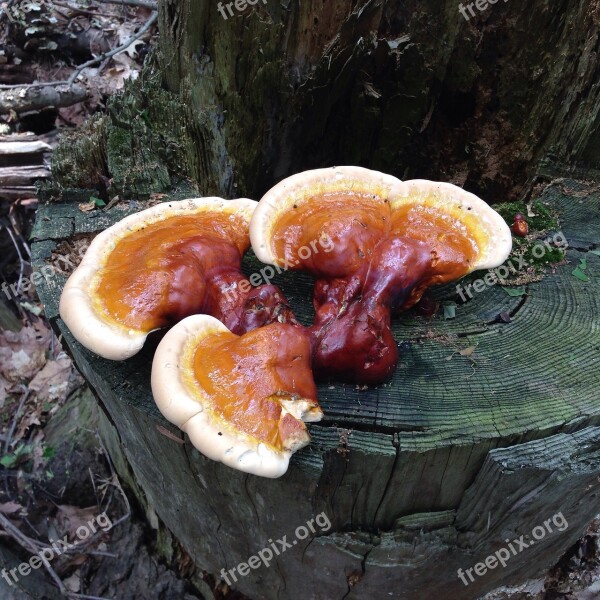 Fungi Fungus Mushroom Nature Forest