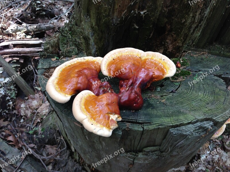 Fungus Mushroom Fungi Nature Forest