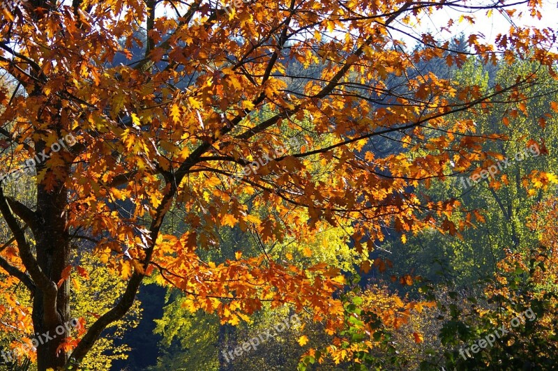 Fall Leaves Trees Autumn Leaf Maple Leaves