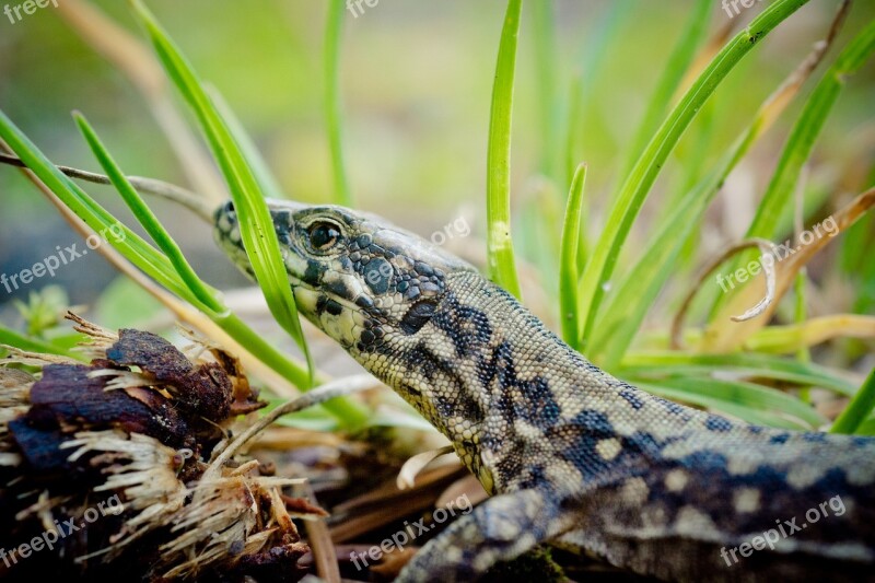 Wall Lizard Lacertinae Podarcis Reptile Lizard