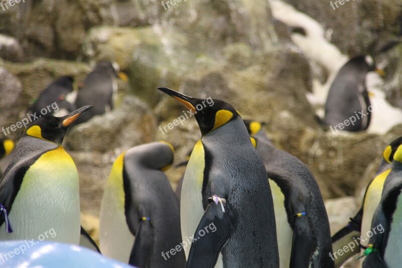 Penguin Group Animal Penguin Band Large Penguins