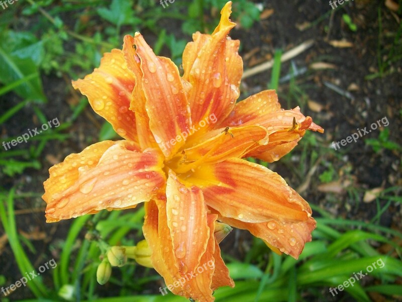 Orange Lily Flower Spring Free Photos