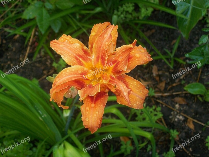 Orange Lily Flower Spring Free Photos