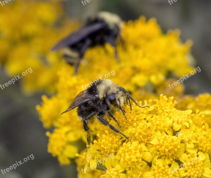 Bees Close Up Nature Macro Insect