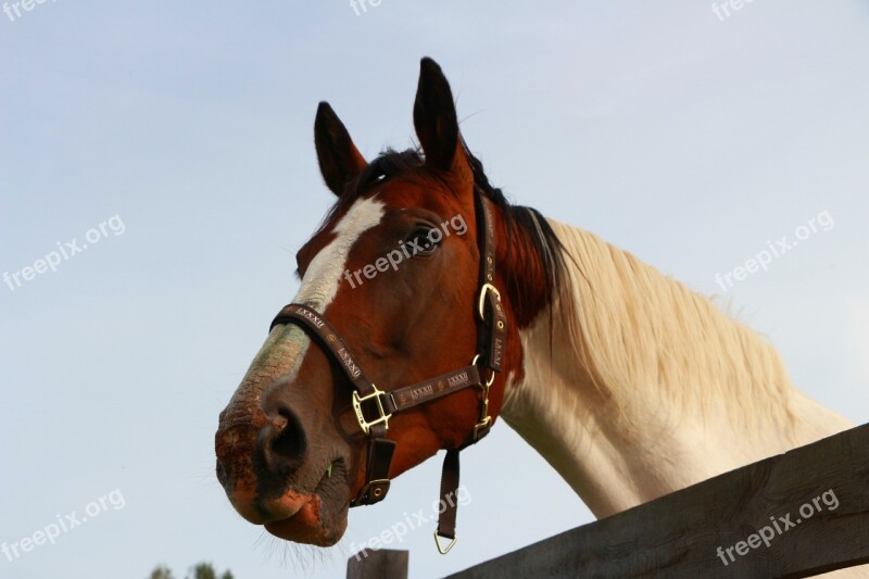 Horse Portrait Brown And White Horse Head Low Angle