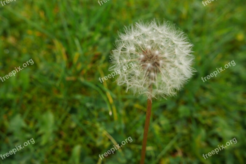 Dandelion Green Grass Spring Nature