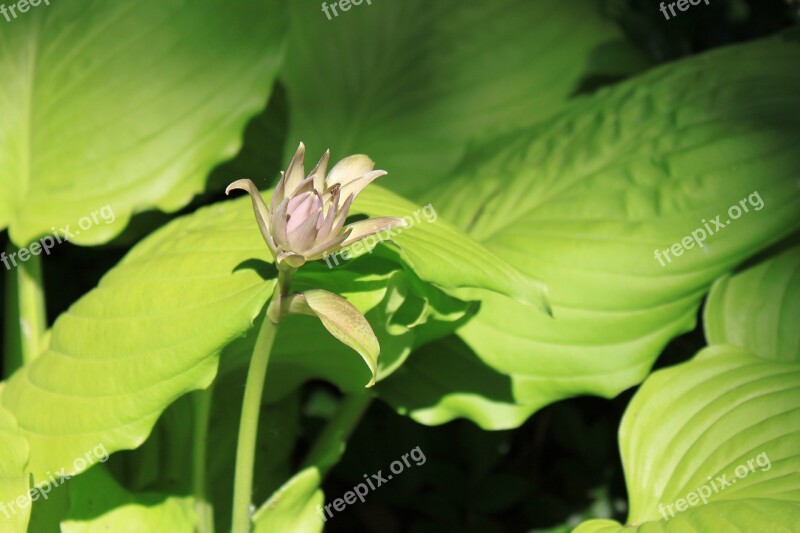 Hosta Flower Spring Large Green