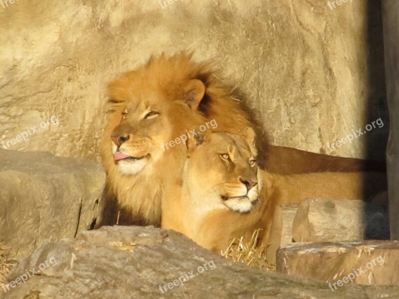 Lion Family Male Female Lioness Wildlife