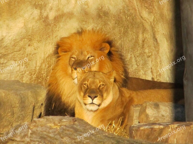 Lion Family Male Female Lioness Wildlife