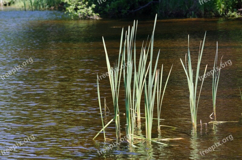 Reeds Pond Nature Plant Calm