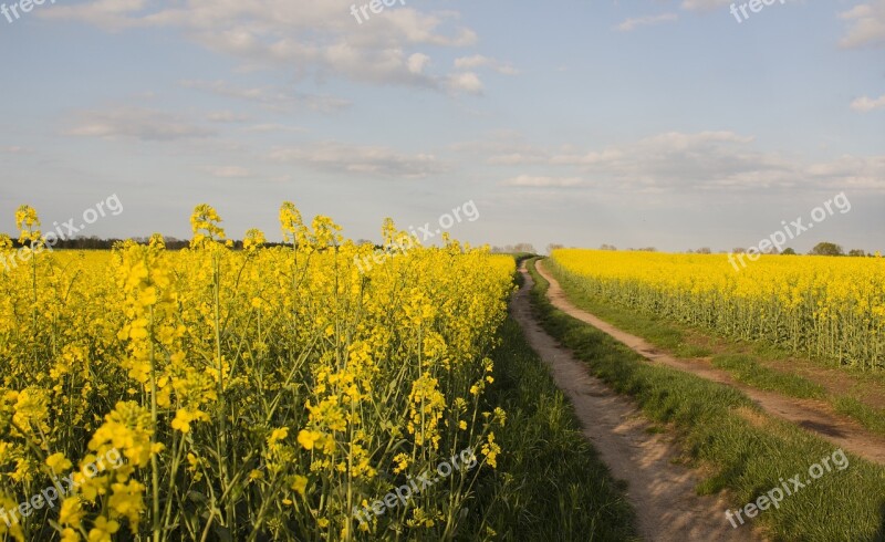 Rapeseed Yellow Plant Field Nature