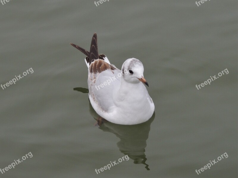 Bonaparte's Gull Gull Bird Bonaparte's Wildlife