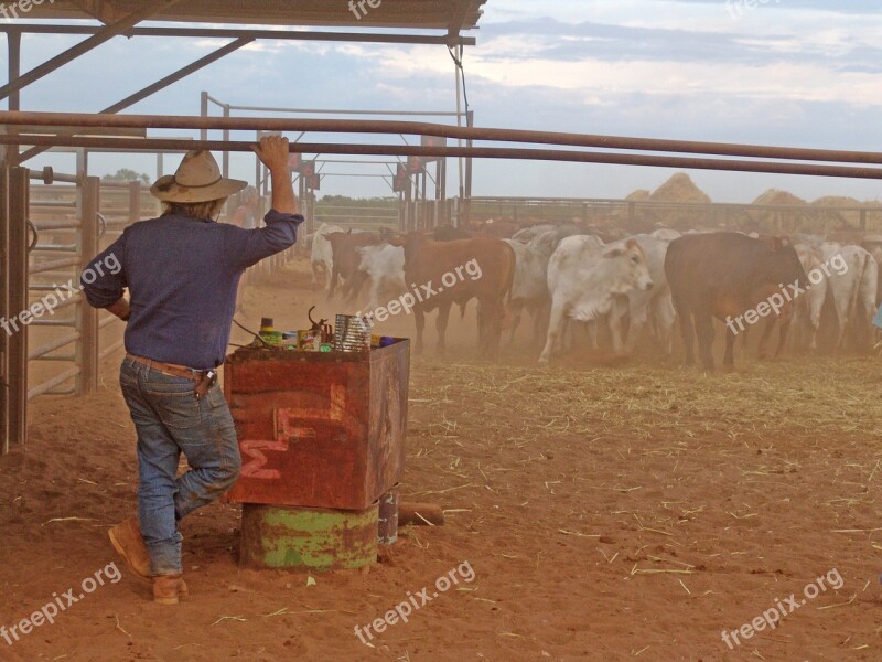 Outback Cattle Drover Australia Free Photos