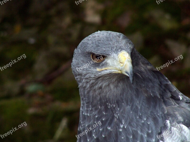 Eagle Bird Nature Predator Closeup