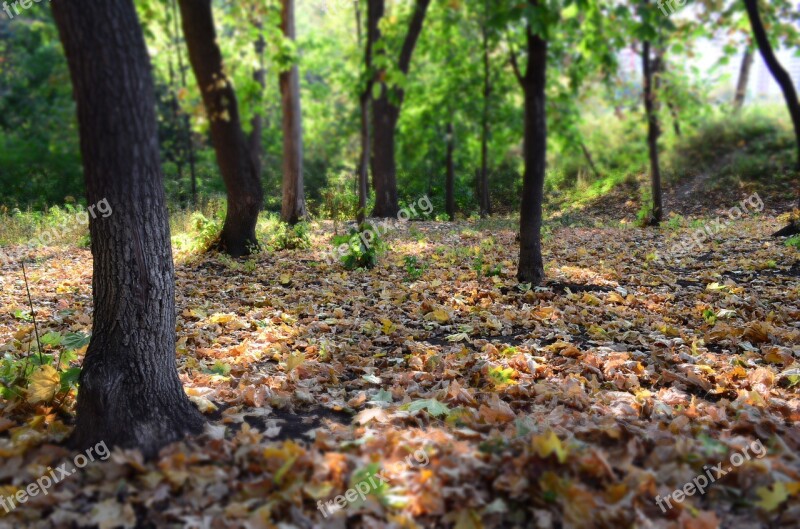 Forest Nature Trees Landscape Fringe