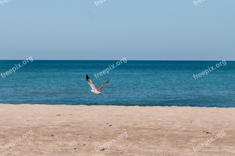 Lake Michigan Sea Gull Water Beach Shoreline