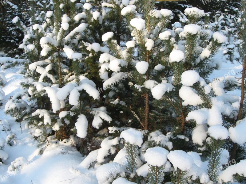 Winter Nature Forest Trees Efi