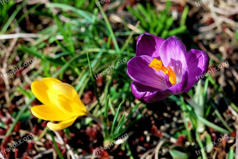 Crocus Pink Yellow Plant Nature