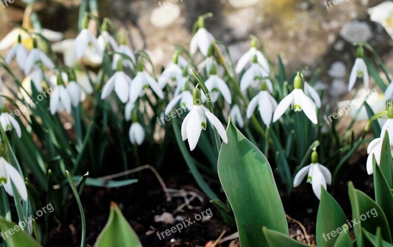 Snowdrop Frühlingsblüher White Nature March