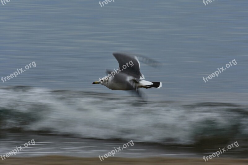 Animal Sea Beach Wave Bird