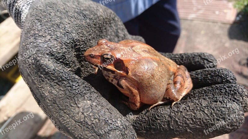 Frog Inflated Living Nature Hand Glove