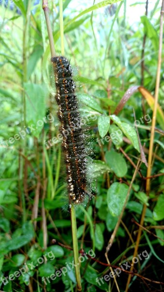 Caterpillar Grass Summer Green Animals