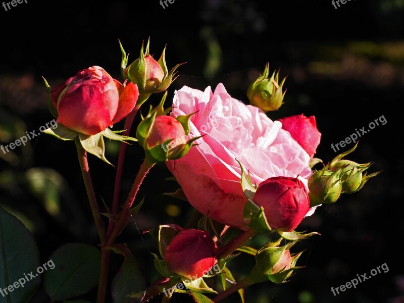 Floribunda Blossom Bloom Filled Bud