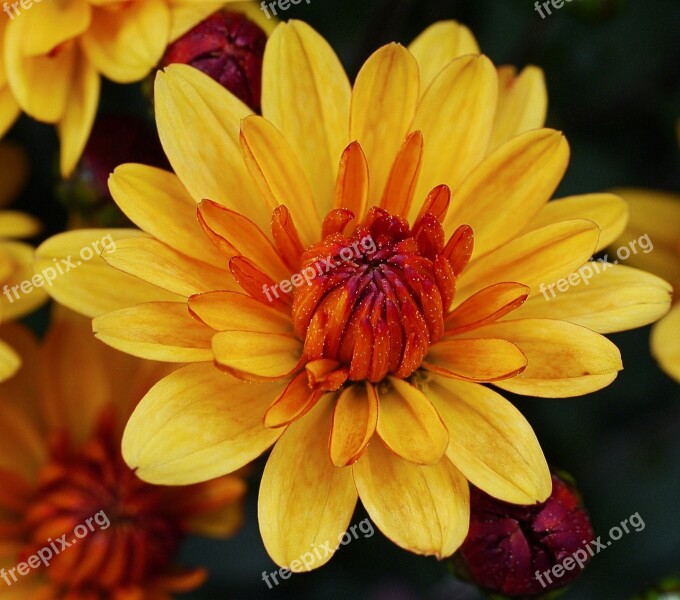 Autumn Chrysanthemum Blossom Bloom Star Multi-layer