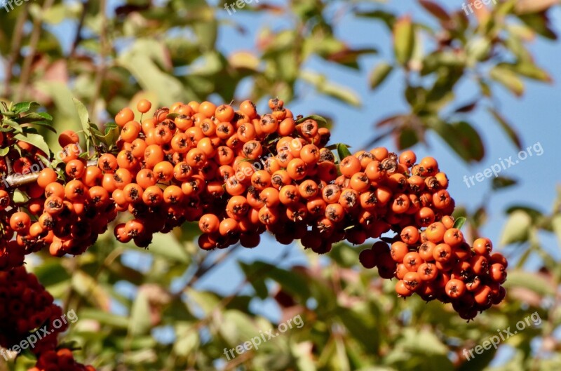 Hawthorn Berries Hawthorn Berries Fruits Garden