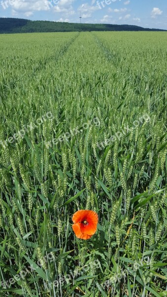 Cornfield Nature Poppy Cereals Field