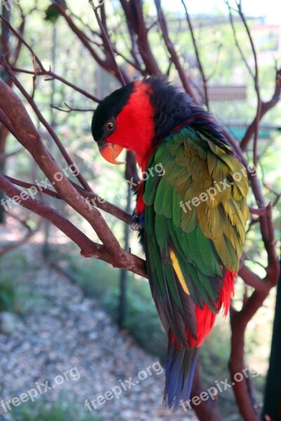 Kuhls Lori Lorikeet Bird Colorful Red