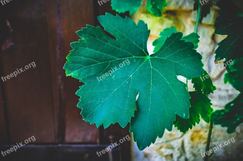 Arbor Vine Leaf Summer Nature