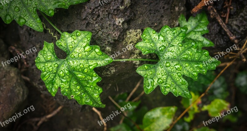 Ivy Leaf Nature Plants The Leaves