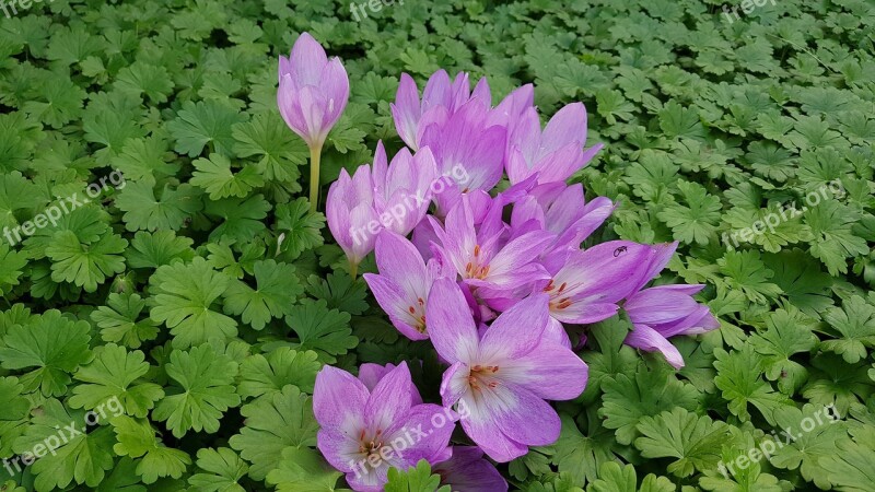 Herfsttijloos Bulbs Bloom Purple Free Photos