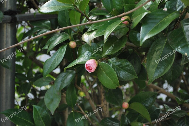 Flower Camellia Flowers Natural Plant