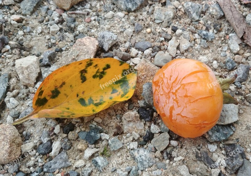 Persimmon Persimmon Leaf Fallen Leaves Autumn