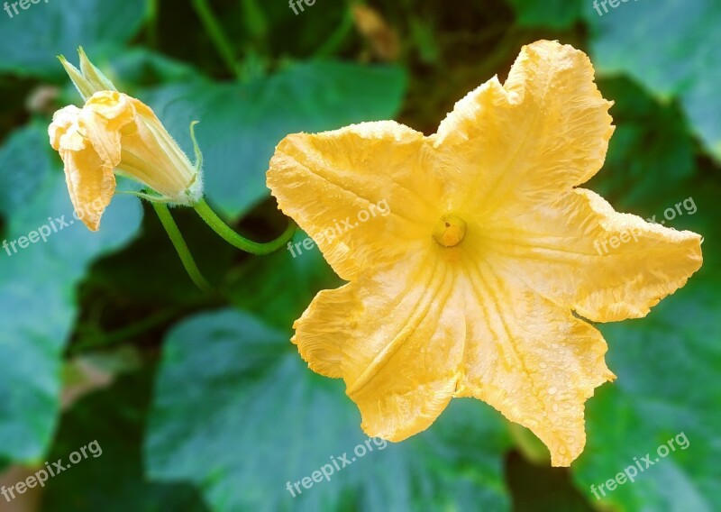 Pumpkin Flower Flowers Yellow Flower Food Luxury