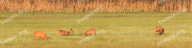 Roe Deer Deer Family Wild Nature Conservation