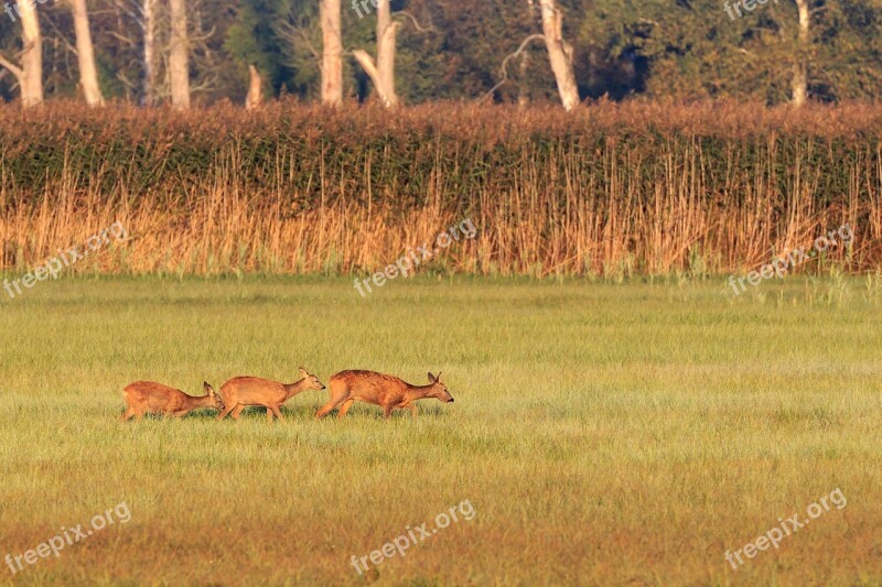 Roe Deer Deer Family Wild Nature Conservation