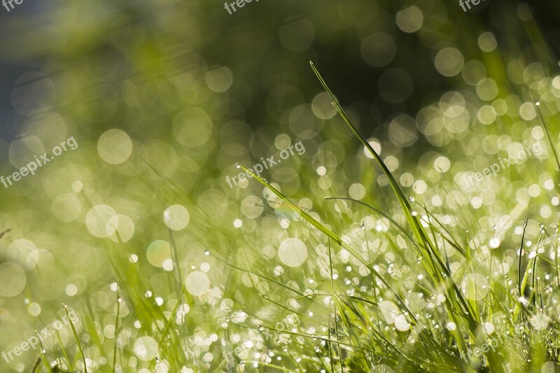 Bookeh Drops Grass Morning Free Photos