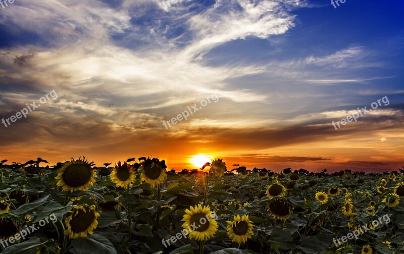 Sunflower Field Sundown Hungary Free Photos