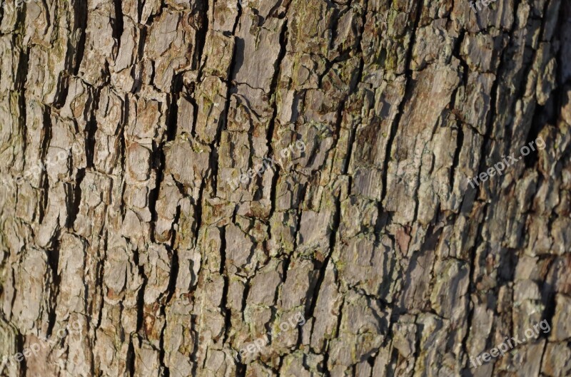 Bark Tree Pear Tree Ancient Woodland