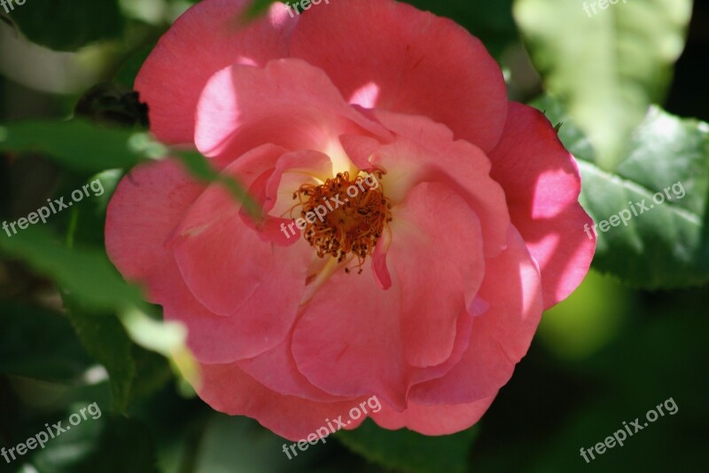 Flower Blossom Bloom Rose Bush Rose