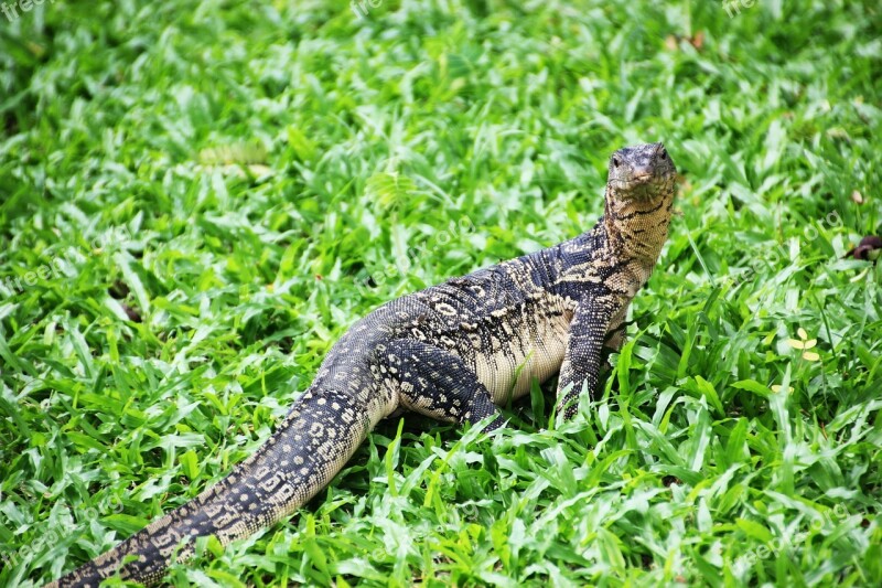 Monitor Lizard Bangkok Animal Free Photos