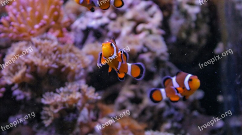 Clown Fish Water Coral Aquarium Underwater World