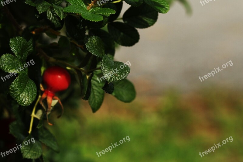 Rose Hip Nature Red Herb Fruit