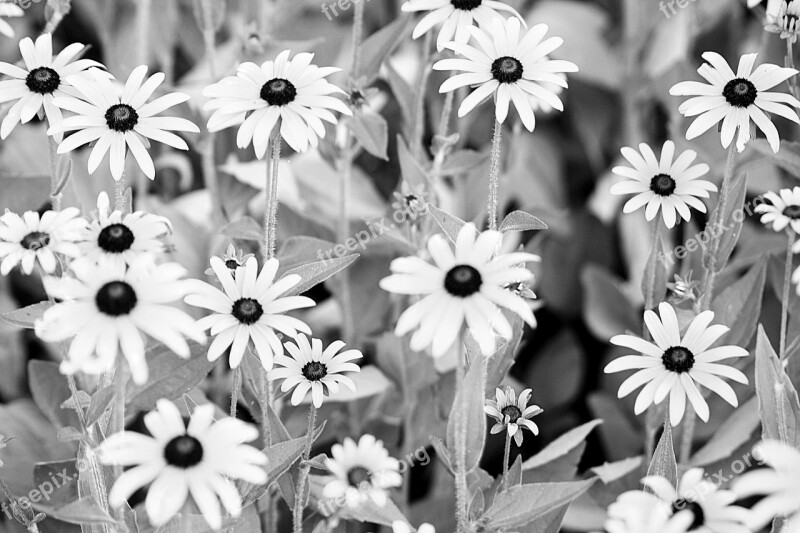 Flower Carpet Sunflower Walk In The Park Black And White Photography Hamburg